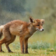 Illustration for article titled This red fox will make you feel the true power of cuteness